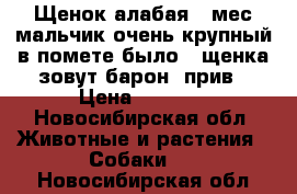 Щенок алабая 3 мес мальчик очень крупный в помете было 3 щенка зовут барон, прив › Цена ­ 8 000 - Новосибирская обл. Животные и растения » Собаки   . Новосибирская обл.